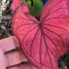 Desert Sunset Caladium Bulbs - Salmon Crimson Perennial Plant