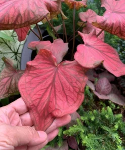Desert Sunset Caladium Bulbs - Salmon Crimson Perennial Plant