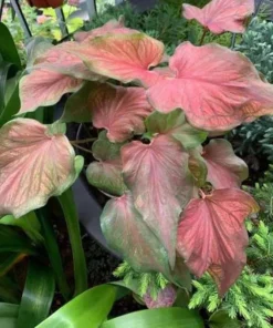 Desert Sunset Caladium Bulbs - Salmon Crimson Perennial Plant