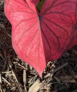 Desert Sunset Caladium Bulbs - Salmon Crimson Perennial Plant