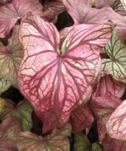 Desert Sunset Caladium Bulbs - Salmon Crimson Perennial Plant