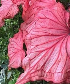 Desert Sunset Caladium Bulbs - Salmon Crimson Perennial Plant