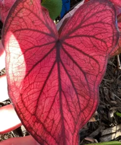 Desert Sunset Caladium Bulbs - Salmon Crimson Perennial Plant