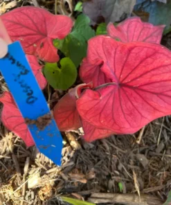 Desert Sunset Caladium Bulbs - Salmon Crimson Perennial Plant
