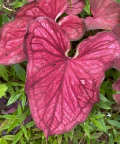 Desert Sunset Caladium Bulbs - Salmon Crimson Perennial Plant