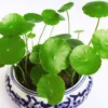 Dichondra Dichondra Repens- 20 Seeds