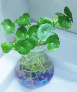 Dichondra Dichondra Repens- 20 Seeds