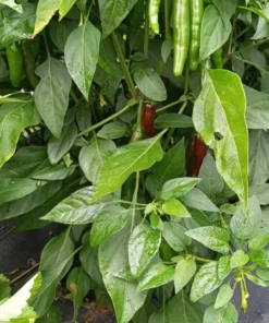 Early Adaptive Thai Pepper (30 Seeds)