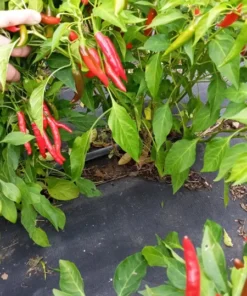Early Adaptive Thai Pepper (30 Seeds)