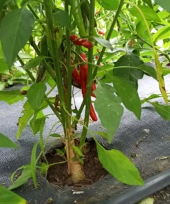 Early Adaptive Thai Pepper (30 Seeds)