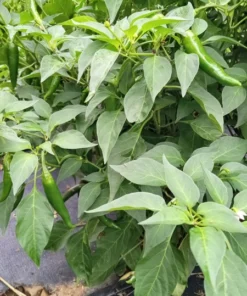 Early Adaptive Thai Pepper (30 Seeds)