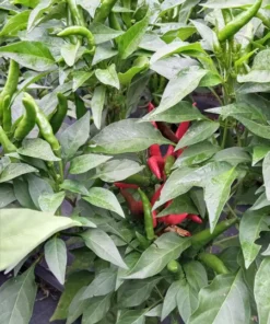 Early Adaptive Thai Pepper (30 Seeds)