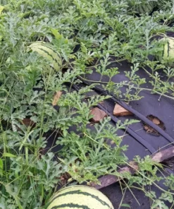 Early Moonbeam Watermelon (Citrullus lanatus) Open-pollinated (30 seeds)