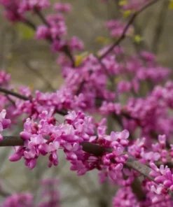 Eastern Redbud Tree in Quart Container – Rosy Pink Blossoms for Zones 4-9