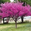 Eastern Redbud Tree in Quart Container – Rosy Pink Blossoms for Zones 4-9