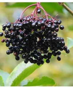Elderberry Plant Quart Container – Sambucus Canadensis for Zones 3-8