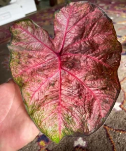 Fannie Munson Caladium Bulbs (2 Pack) – Pink-Green Leaves with Rose Veins