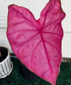 Fannie Munson Caladium Bulbs (2 Pack) – Pink-Green Leaves with Rose Veins