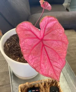 Fannie Munson Caladium Bulbs (2 Pack) – Pink-Green Leaves with Rose Veins