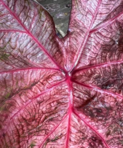 Fannie Munson Caladium Bulbs (2 Pack) – Pink-Green Leaves with Rose Veins