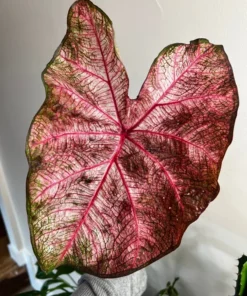 Fannie Munson Caladium Bulbs (2 Pack) – Pink-Green Leaves with Rose Veins
