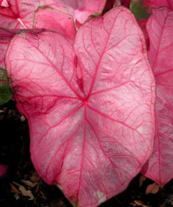 Fannie Munson Caladium Bulbs (2 Pack) – Pink-Green Leaves with Rose Veins