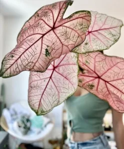 Fannie Munson Caladium Bulbs (2 Pack) – Pink-Green Leaves with Rose Veins