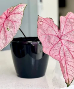 Fannie Munson Caladium Bulbs (2 Pack) – Pink-Green Leaves with Rose Veins