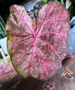 Fannie Munson Caladium Bulbs (2 Pack) – Pink-Green Leaves with Rose Veins