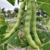 Fat Horse Heirloom Bean Seeds (30 Seeds)
