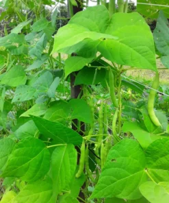 Fat Horse Heirloom Bean Seeds (30 Seeds)