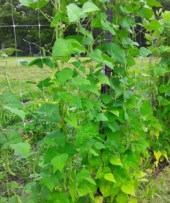 Fat Horse Heirloom Bean Seeds (30 Seeds)