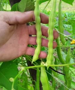 Fat Horse Heirloom Bean Seeds (30 Seeds)