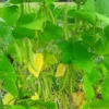 Fat Man Pole Bean (30 Seeds)