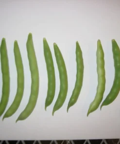 Fat Man Pole Bean (30 Seeds)