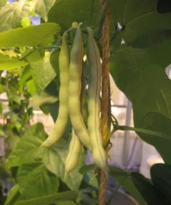 Fat Man Pole Bean (30 Seeds)