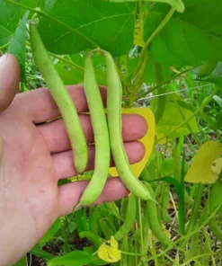 Fat Man Pole Bean (30 Seeds)
