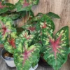 Flatter Me Caladium Bulbs (2 Bulbs) – Mottled Green and Crimson Leaves