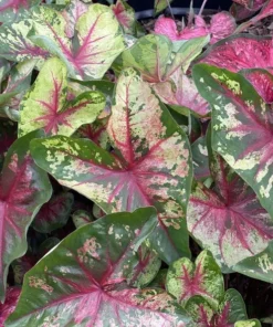 Flatter Me Caladium Bulbs (2 Bulbs) – Mottled Green and Crimson Leaves