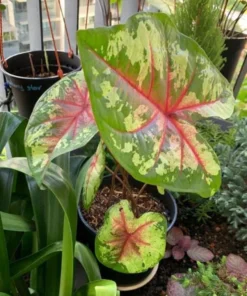 Flatter Me Caladium Bulbs (2 Bulbs) – Mottled Green and Crimson Leaves