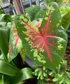 Flatter Me Caladium Bulbs (2 Bulbs) – Mottled Green and Crimson Leaves
