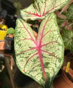 Flatter Me Caladium Bulbs (2 Bulbs) – Mottled Green and Crimson Leaves