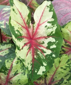 Flatter Me Caladium Bulbs (2 Bulbs) – Mottled Green and Crimson Leaves