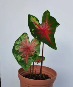 Flatter Me Caladium Bulbs (2 Bulbs) – Mottled Green and Crimson Leaves