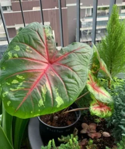Flatter Me Caladium Bulbs (2 Bulbs) – Mottled Green and Crimson Leaves