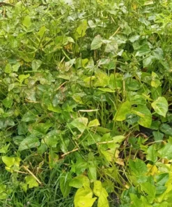 Florida Conch Southern Pea (Vigna unguiculata) Seeds