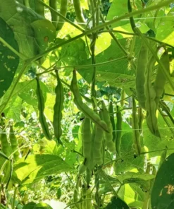 Frank Barnett Cut-short Heirloom Bean Seeds