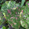 Freckles Caladium Bulbs (2 Pack) – Medium-Sized Leaves with Green and Red Hues