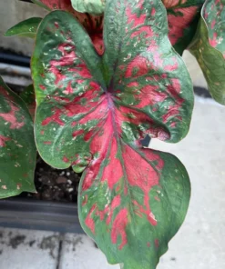 Freckles Caladium Bulbs (2 Pack) – Medium-Sized Leaves with Green and Red Hues