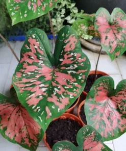 Freckles Caladium Bulbs (2 Pack) – Medium-Sized Leaves with Green and Red Hues